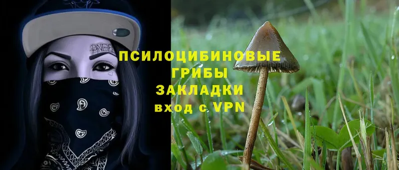 наркотики  Кропоткин  Псилоцибиновые грибы Cubensis 